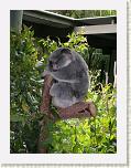Noch mehr Koalas.JPG